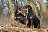 ROTTWEILER 487